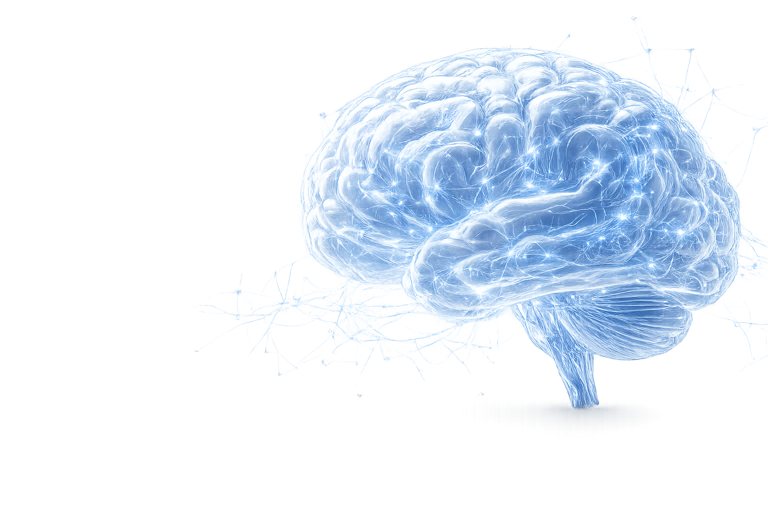 Visualisation du cerveau et du système nerveux